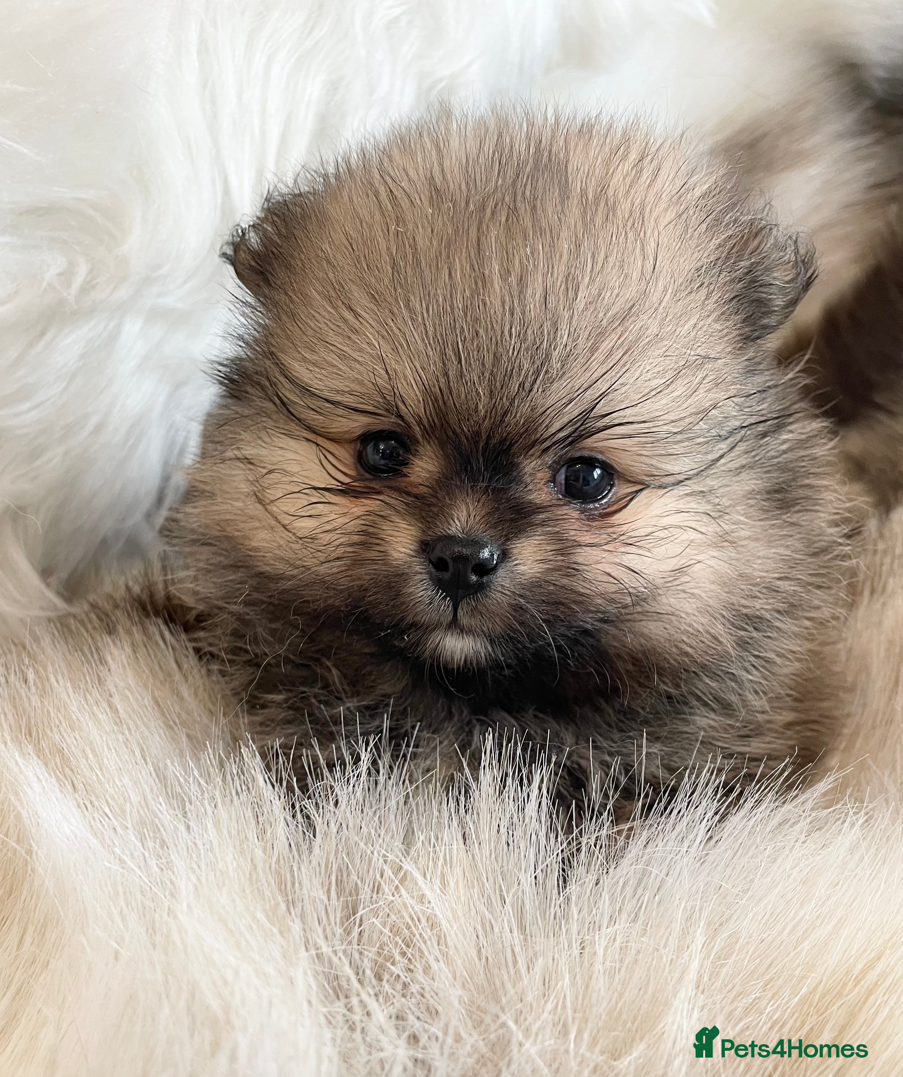 Pomeranian dogs OUTSTANDING KC POMERANIAN PUPPYS AVAILABLE  - Advert 6