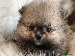 Pomeranian dogs OUTSTANDING KC POMERANIAN PUPPYS AVAILABLE - Advert 5
