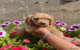 Cockapoo dogs for sale: QUALITY SMALL COCKERPOOS. - Image 10