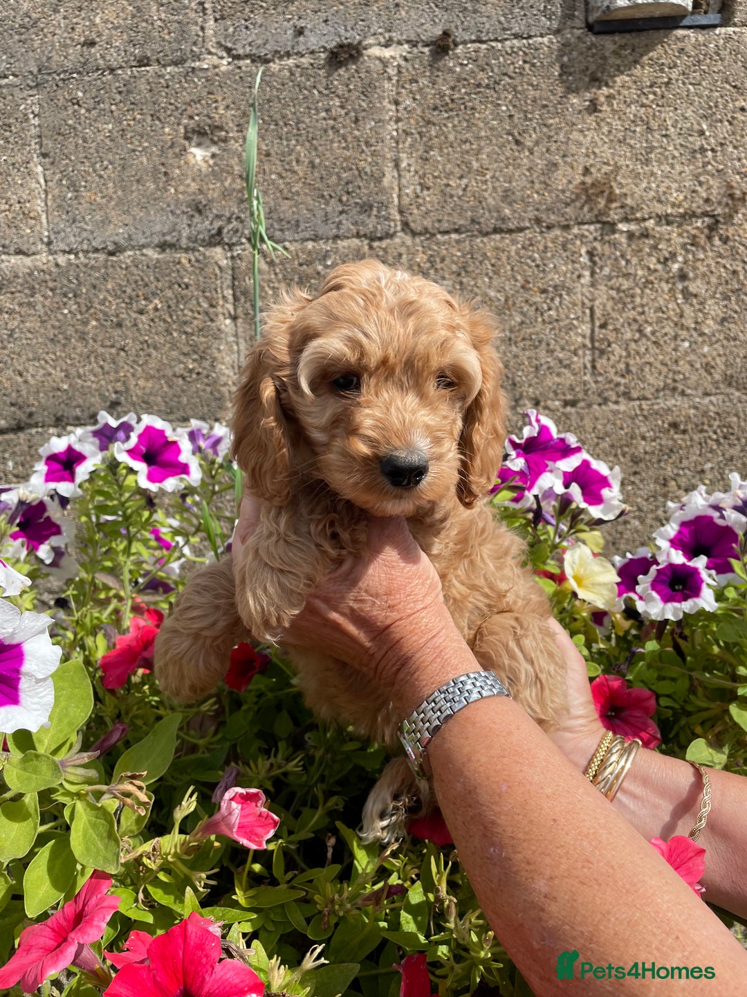 Cockapoo dogs for sale: QUALITY SMALL COCKERPOOS. - Image 10