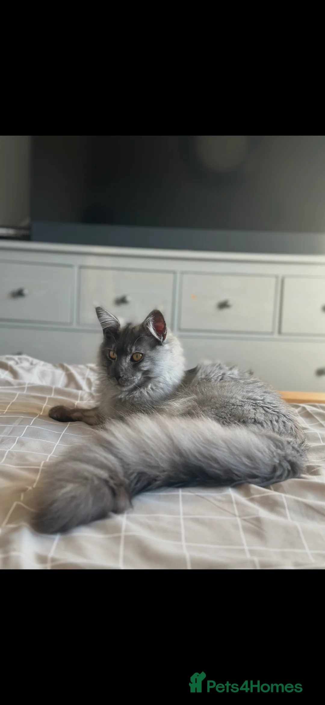 Maine Coon cats for sale: GCCF/Russian Champions BLUE SMOKE Kitten - Advert 12