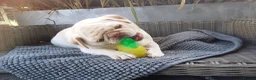 Pug dogs for sale: Pug girl looking for the right home - Advert 2
