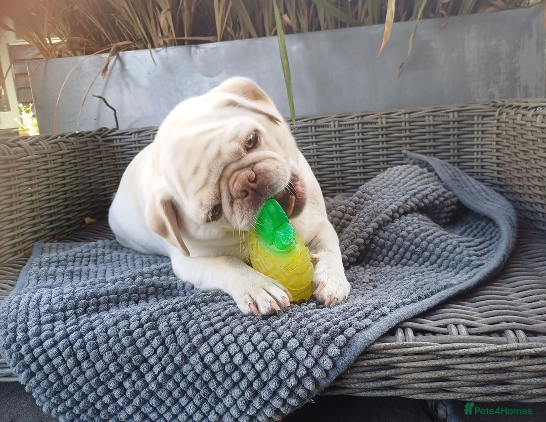 Pug dogs for sale: Pug girl looking for the right home - Advert 2