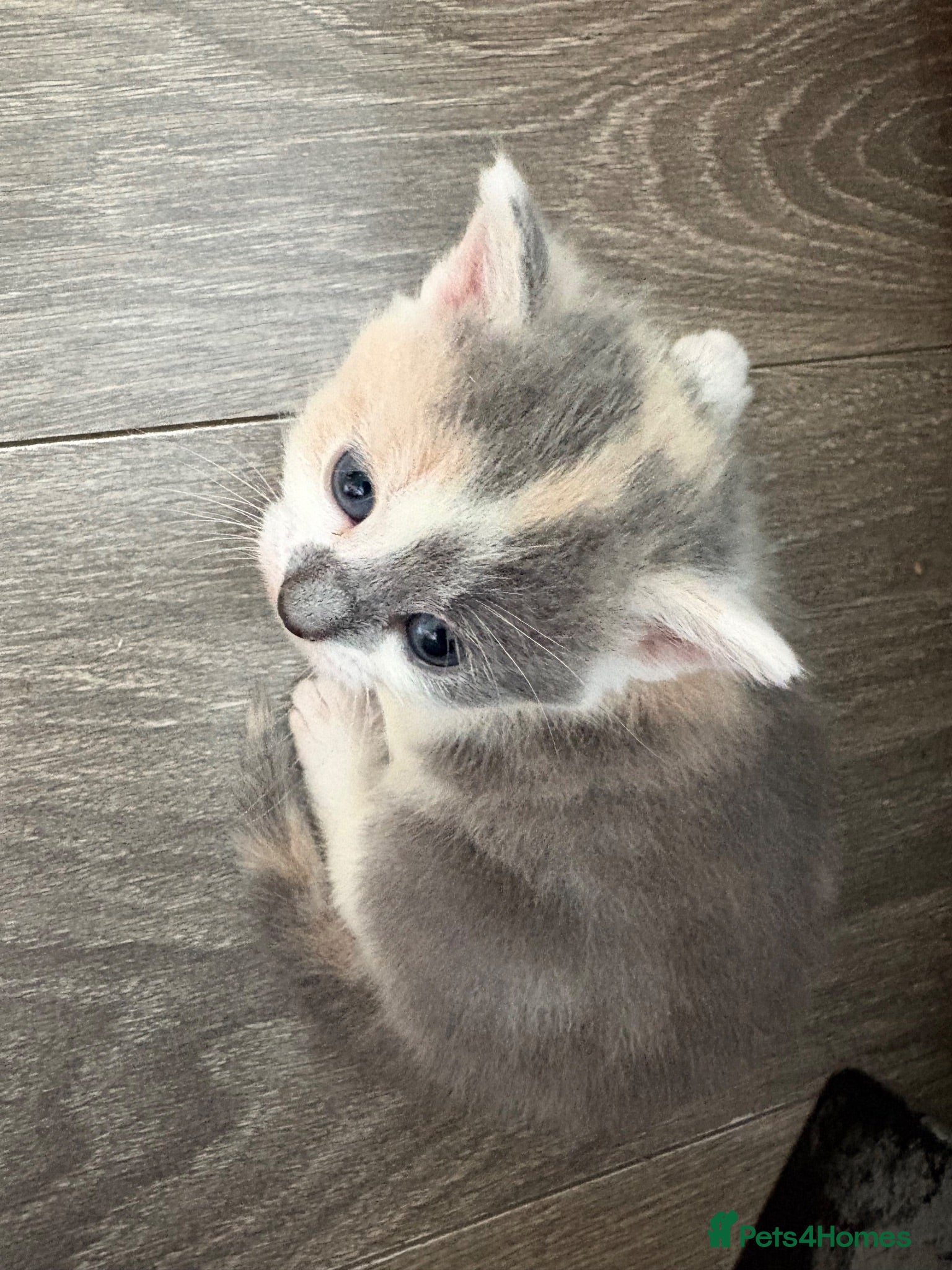 Mixed Breed cats 2 female dilute calico kittens left  - Advert 6