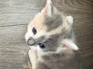 Mixed Breed cats 2 female dilute calico kittens left - Advert 6