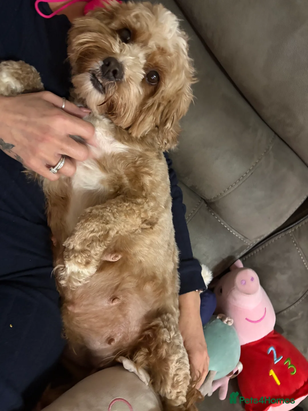 Cavapoo dogs for sale: F1b red Cavapoos puppies  - Advert 1