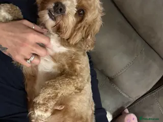 Cavapoo dogs F1b red Cavapoos puppies - Advert 15