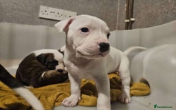 Mixed Breed dogs for sale: American bulldog x Staffy pups  - Image 8