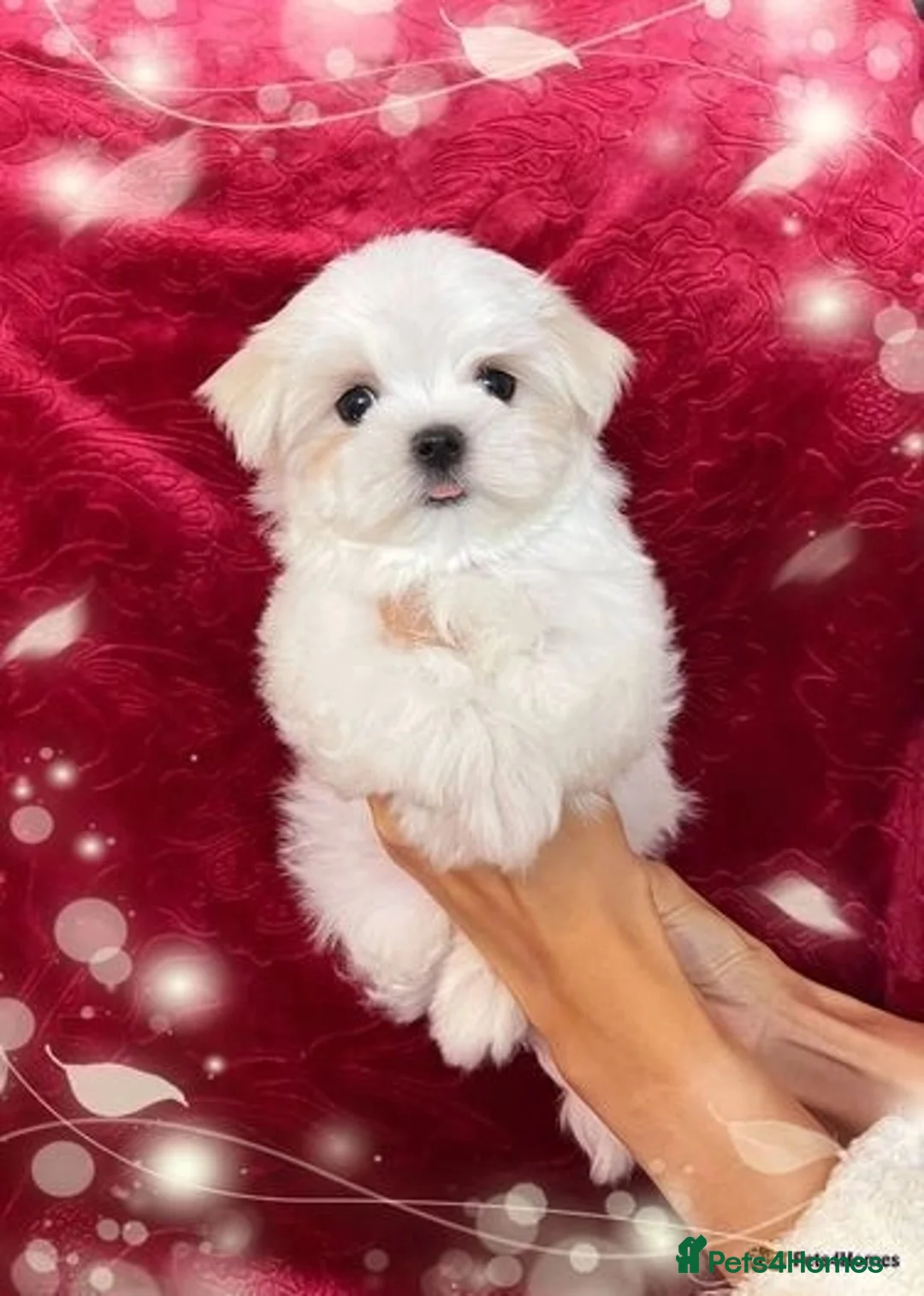 Maltese dogs for stud: STUNNING 💎DIAMOND💎 OPEN AT STUD HEALTH TESTED in Grays - Advert 30