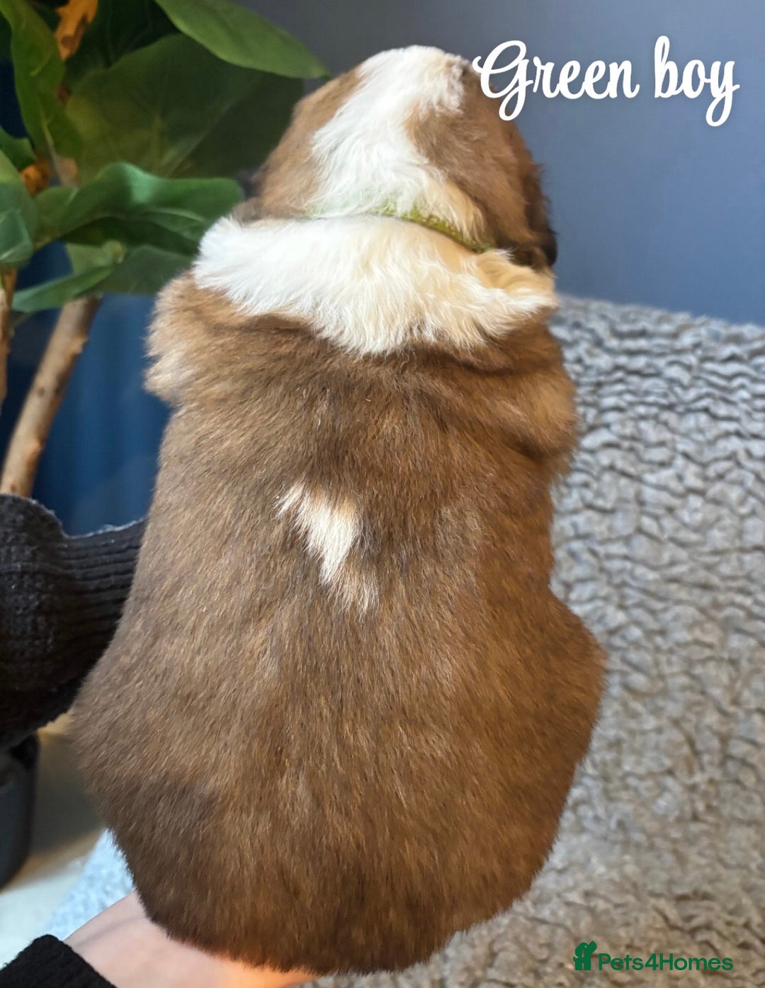 Saint Bernard dogs for sale: Litter of Saint Bernard puppies - Advert 14