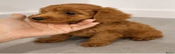 Cavapoo dogs for sale: Stunnng Cavapoo Puppies Ready For Their New Home - Advert 5