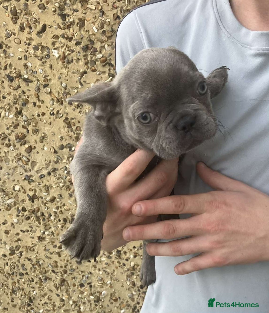 French Bulldog dogs for sale: Beautiful French bulldog puppies  - Image 5
