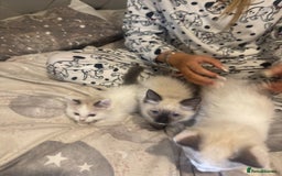 Ragdoll cats for sale: 5 ragdoll kittens GCCF  - Image 20