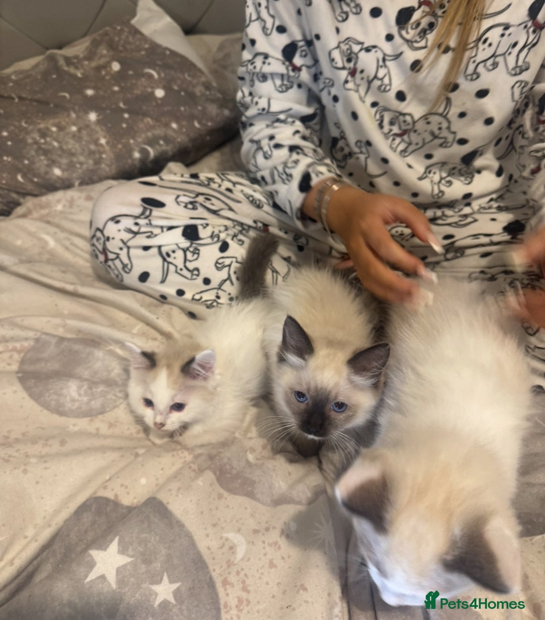 Ragdoll cats for sale: 5 ragdoll kittens GCCF  - Image 20