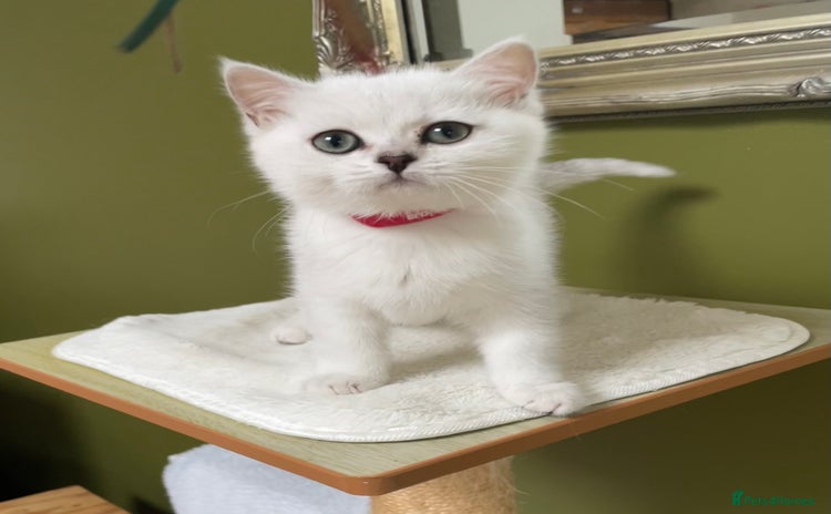 British Shorthair cats - Advert 7