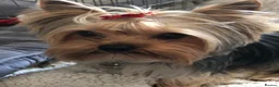 Yorkshire Terrier dogs for sale: KC REGISTERED YORKSHIRE TERRIER   - Advert 10