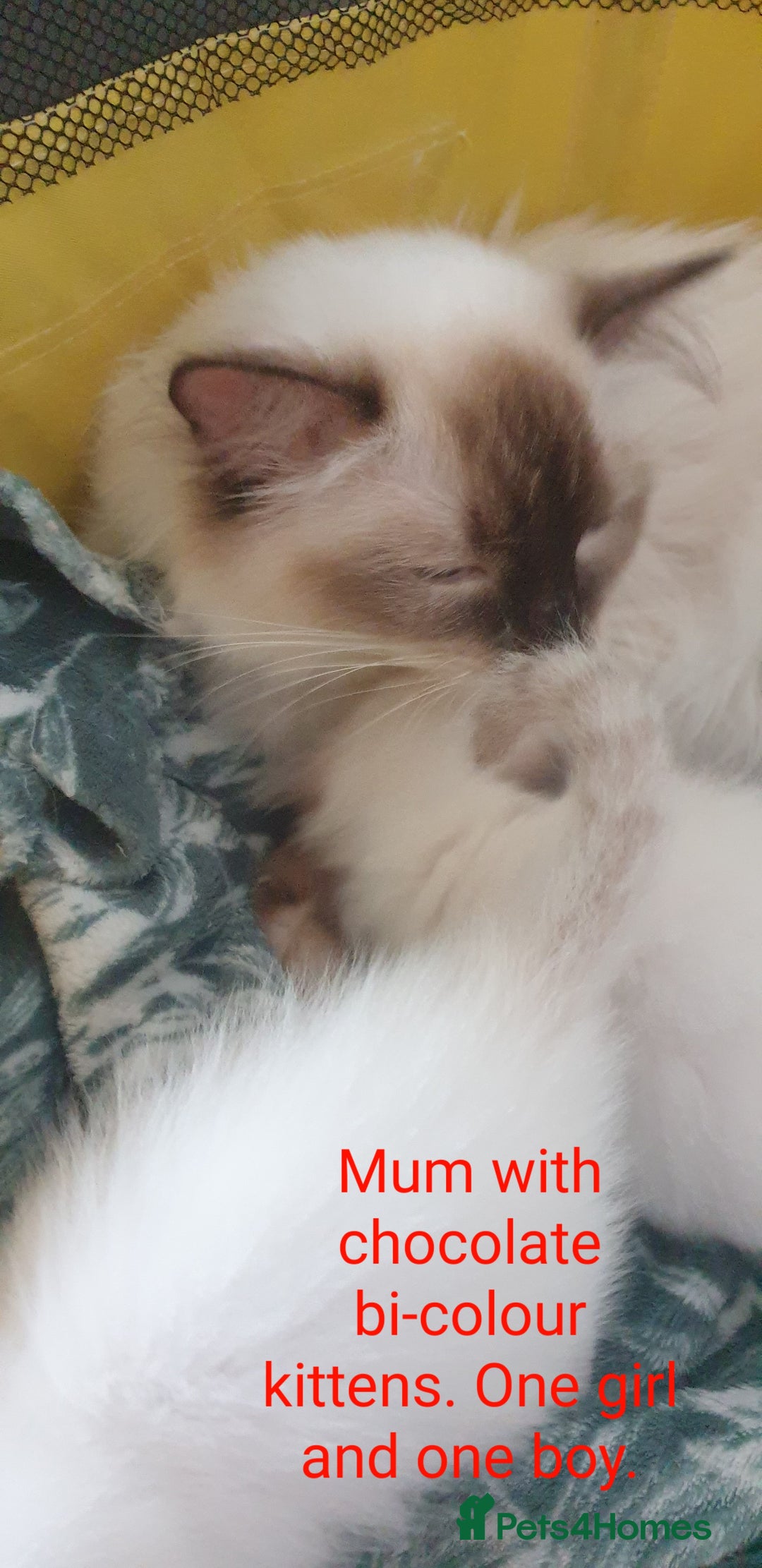 Ragdoll cats for sale: GCCF Chocolate Point with White Bi-color kittensur - Image 14