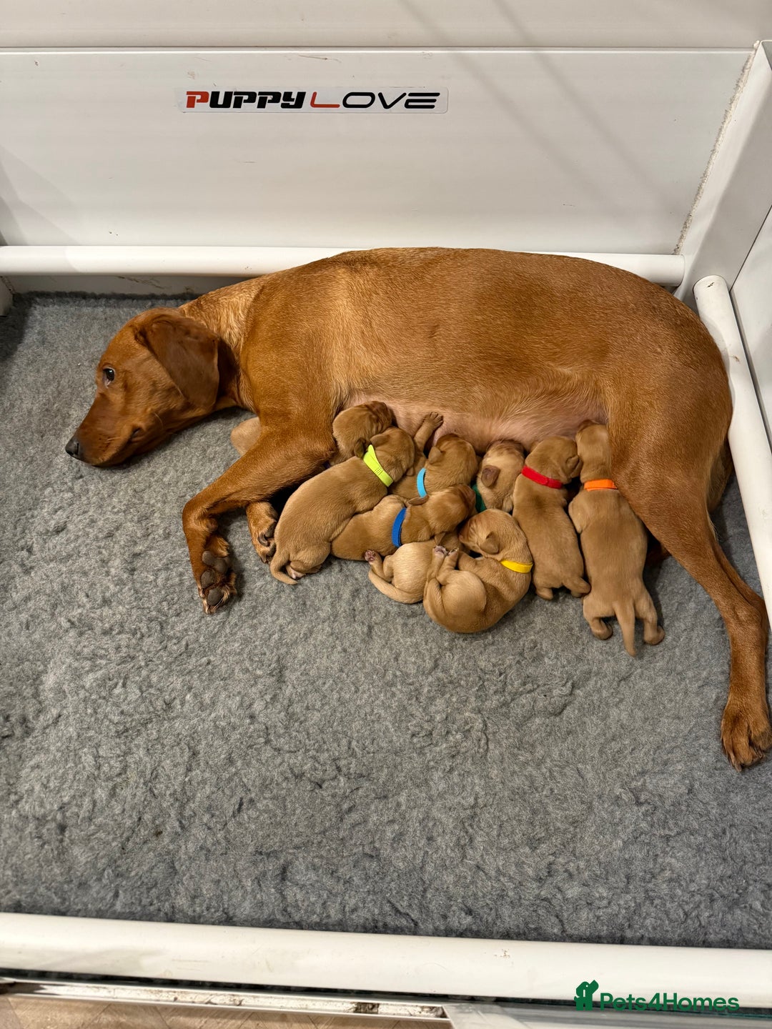 Labrador Retriever dogs for sale: Stunning fox red Labrador pups - Advert 2