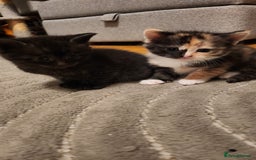 Mixed Breed cats for sale: Half maincoon half domestic tom - Image 2