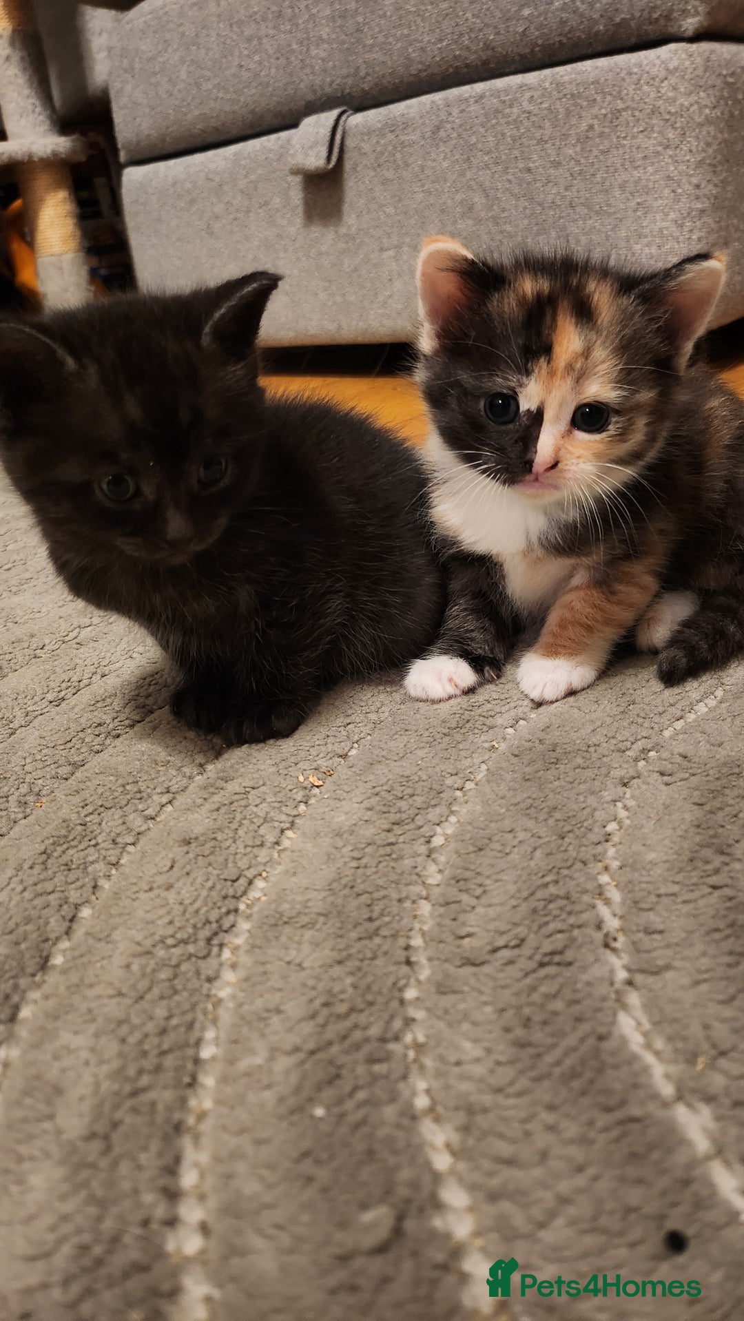 Mixed Breed cats for sale: Half maincoon half domestic tom - Image 2