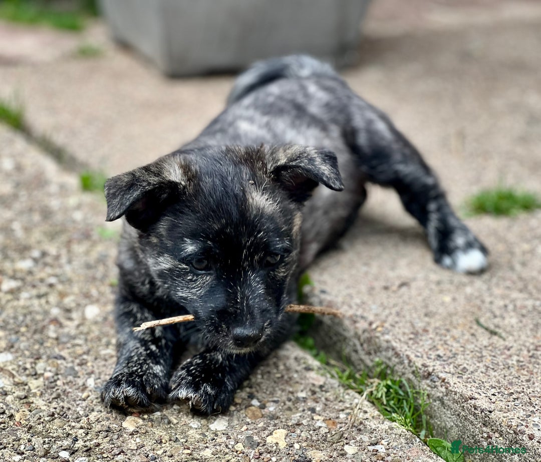 Mixed Breed dogs for sale: Weeranian Pups - Image 11