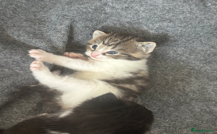 Mixed Breed cats - Advert 15