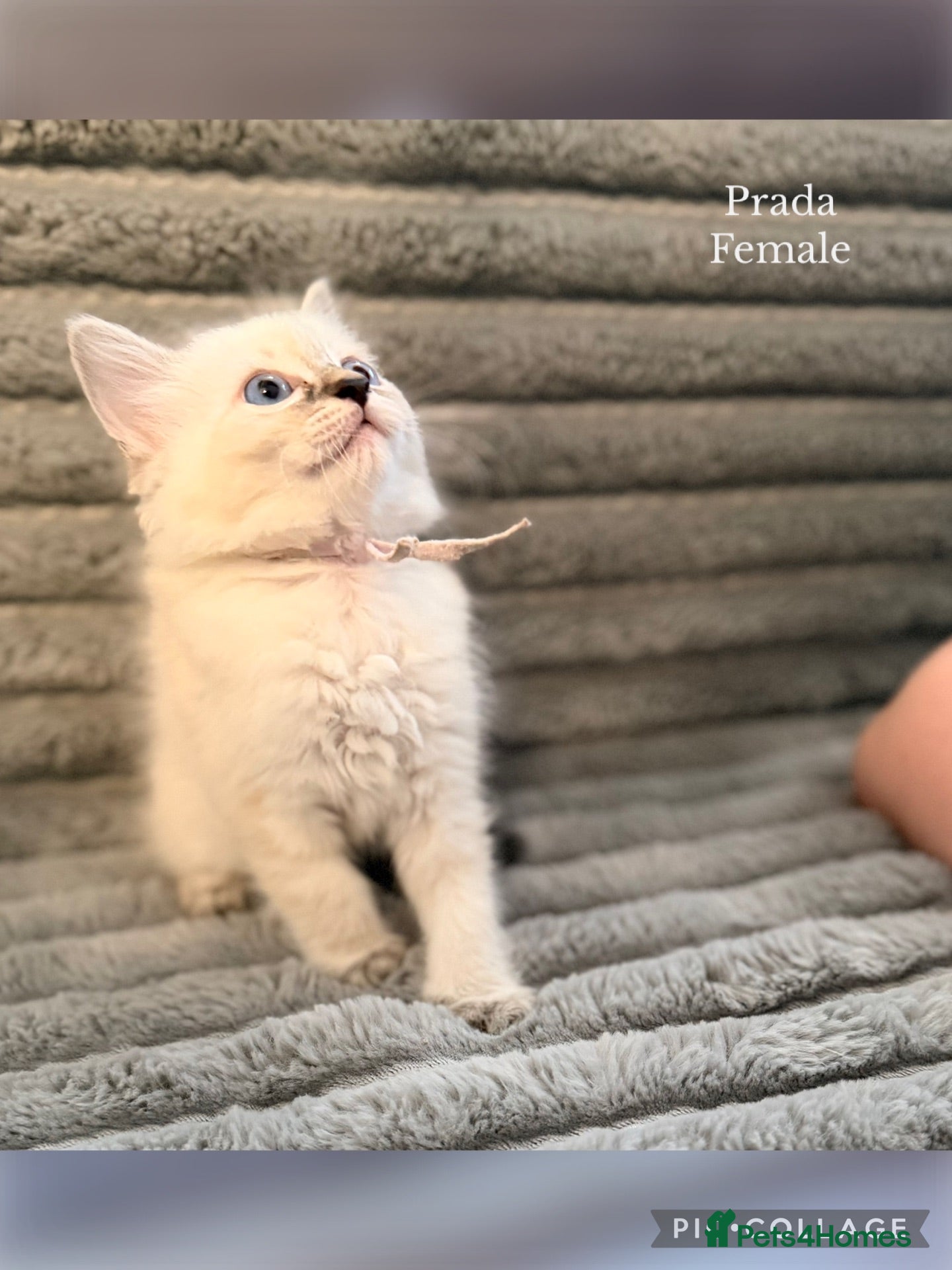Ragdoll cats 💫 GORGEOUS RAGDOLL KITTENS GIRLS - READY NOW 🏡 - Advert 1