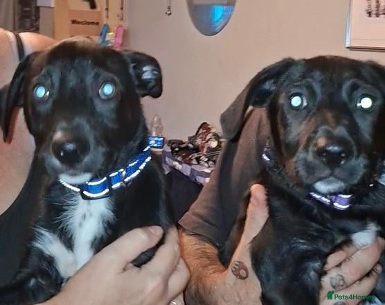Mixed Breed dogs Patterdale x Welsh collie  - Advert 16