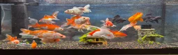 Goldfish fish for sale: Good quality gold fish & koi carp  in Leicester - Advert 2
