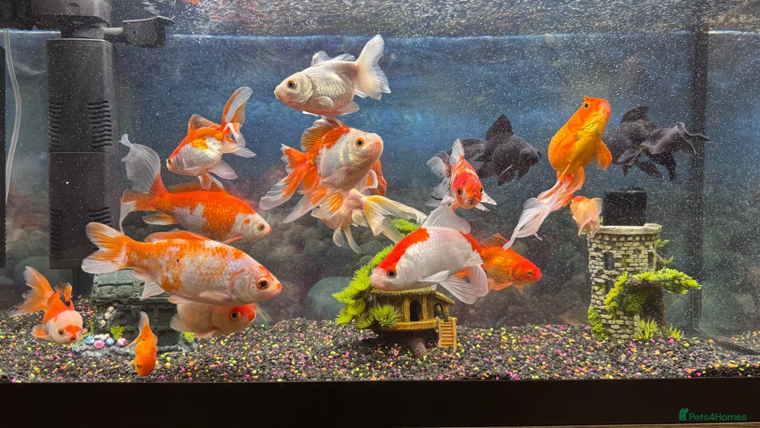 Goldfish fish for sale: Good quality gold fish & koi carp  in Leicester - Advert 2