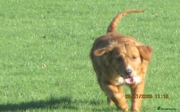 Golden Retriever dogs for sale: golden retriever x breeding bitch - Advert 4