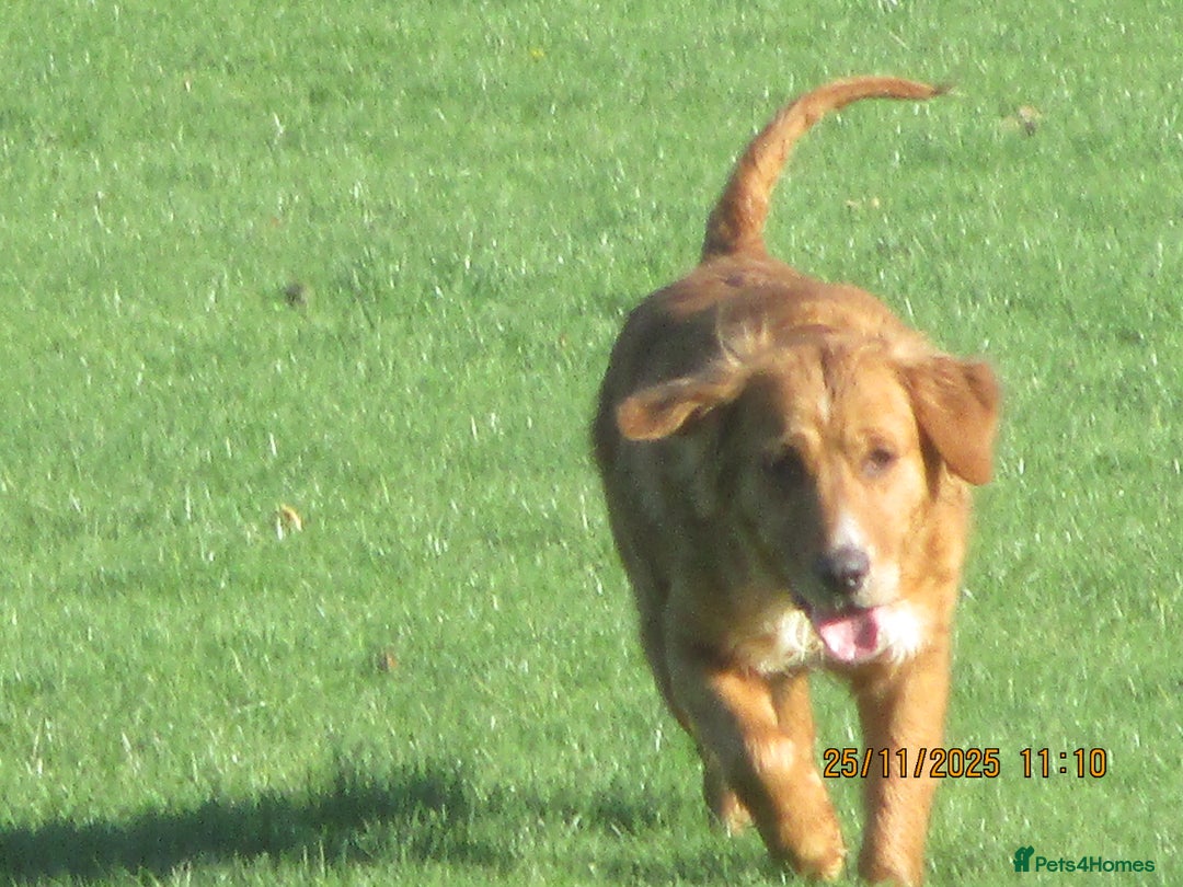 Golden Retriever dogs for sale: golden retriever x breeding bitch - Advert 4