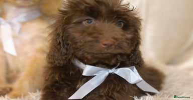 Cockapoo dogs - Advert 13