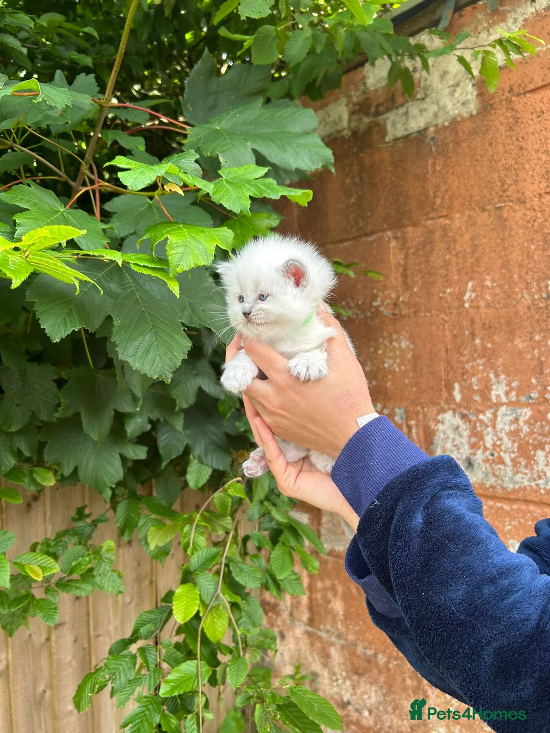 Ragdoll cats for sale: Beautiful Pure Blue Point Ragdoll Kittens - Advert 2