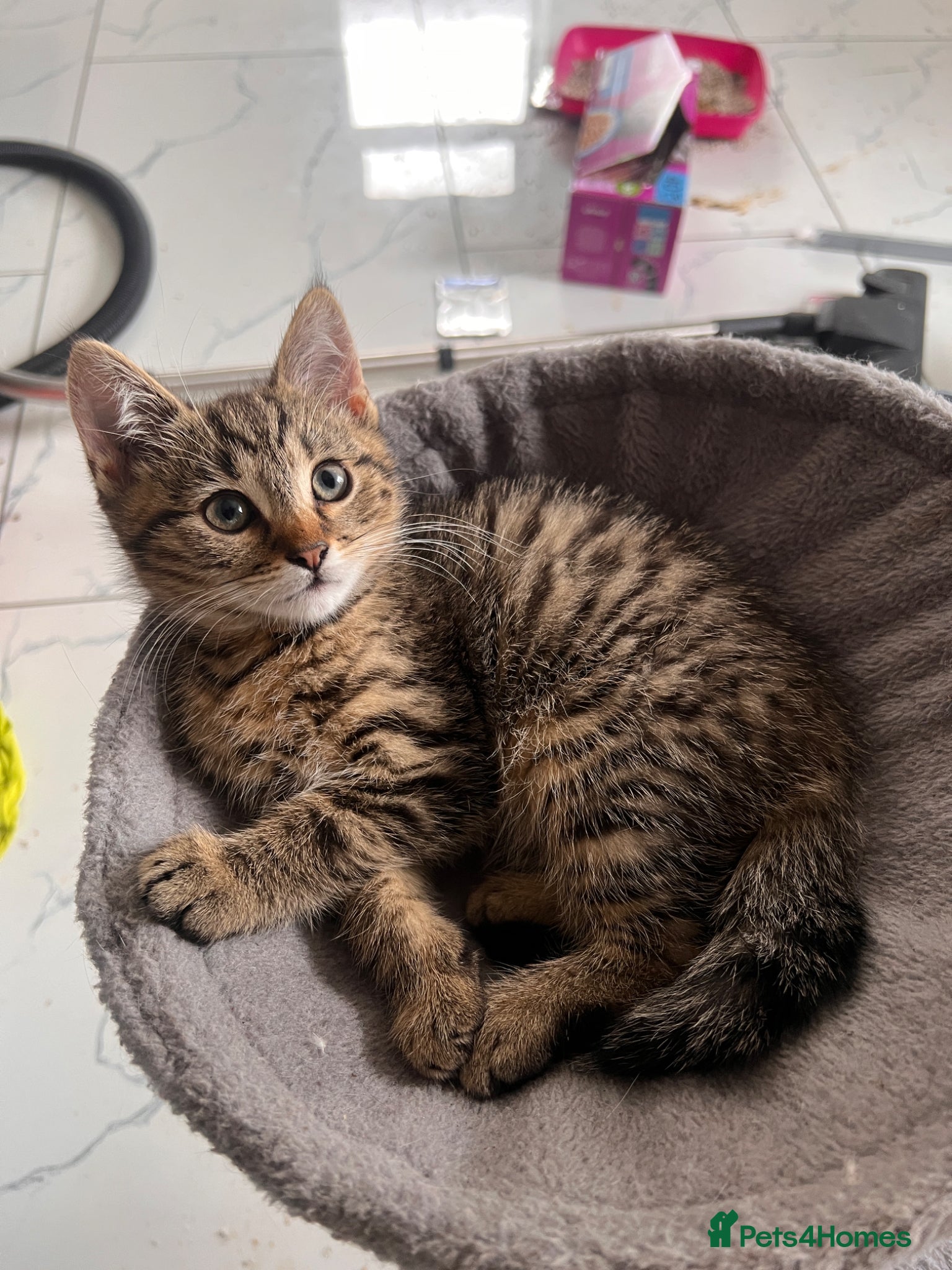 Domestic Shorthair cats Beautiful Tabby Domestic Shorthair Kittens - Advert 3