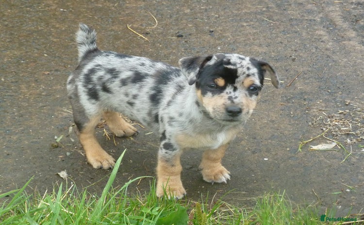 Jack Russell dogs - Advert 3