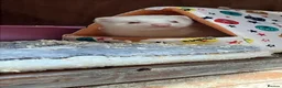 Ferret rodents for sale: 2 x ferrets and hutch food etc - Advert 8