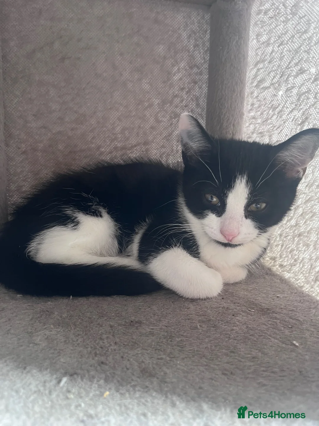 Mixed Breed cats for sale: 7 stunning mix breed kittens - Advert 19