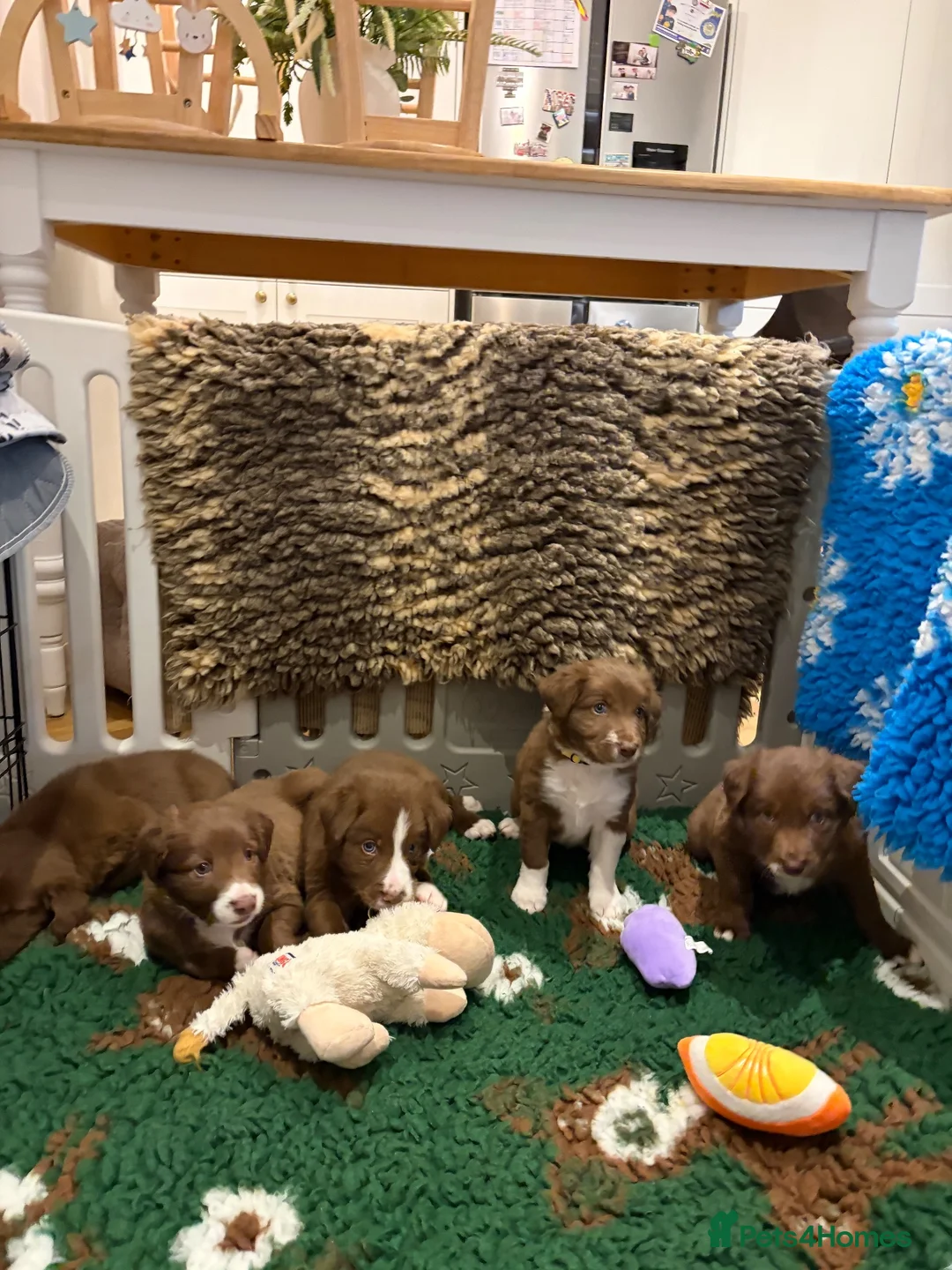 Sprollie dogs for sale: SPROLLIE PUPPIES LOOKING FOR THEIR FOREVER HOMES  - Advert 1
