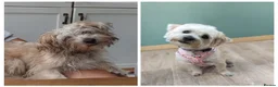 Mixed Breed dogs for sale: Possible puppies available-LOVING HOMES ONLY in Basildon - Advert 13