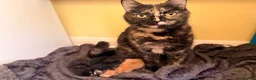 Mixed Breed cats for sale: READY 1ST JUNE - Kittens need a forever home in Chatham - Advert 2
