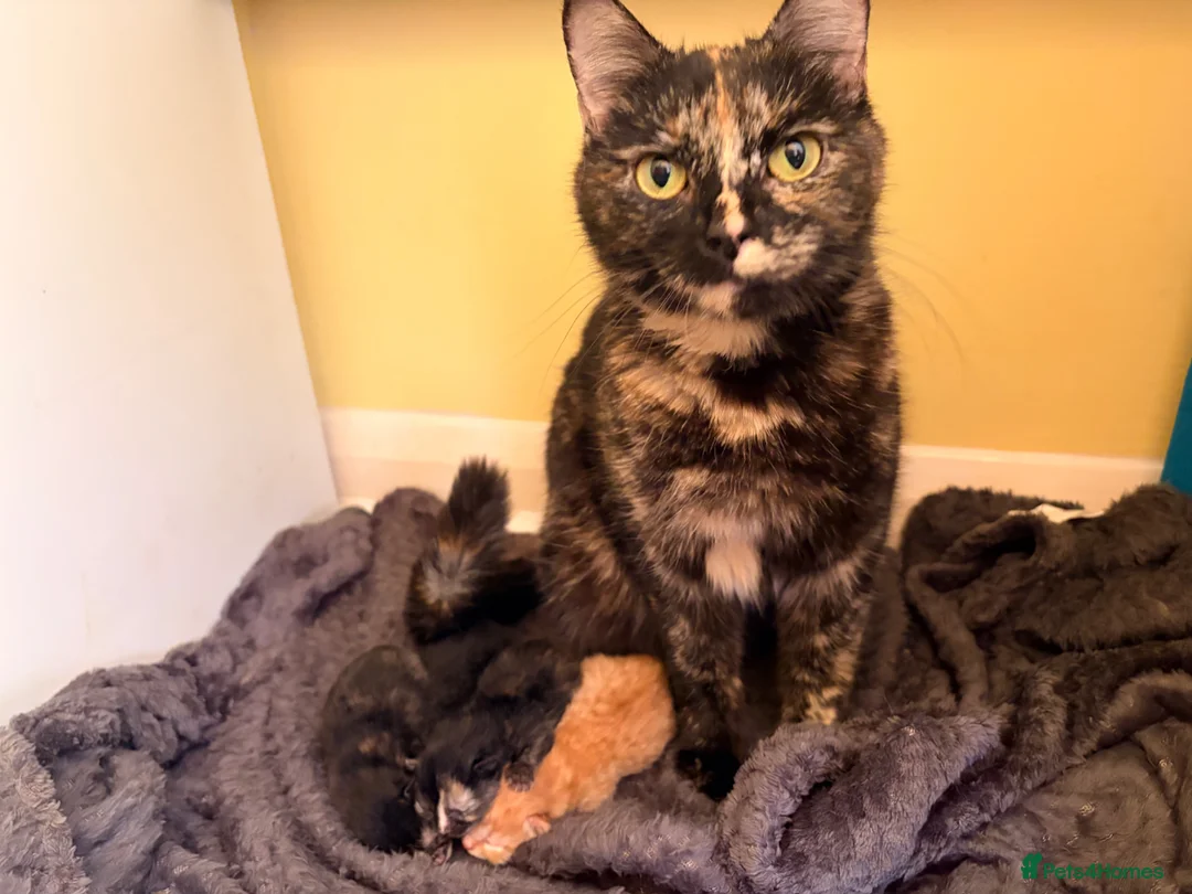 Mixed Breed cats for sale: READY 1ST JUNE - Kittens need a forever home in Chatham - Advert 2