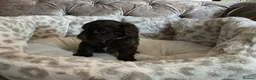 Aussiedoodle dogs for sale: Stunning F1B Aussiedoodle puppies - Advert 18