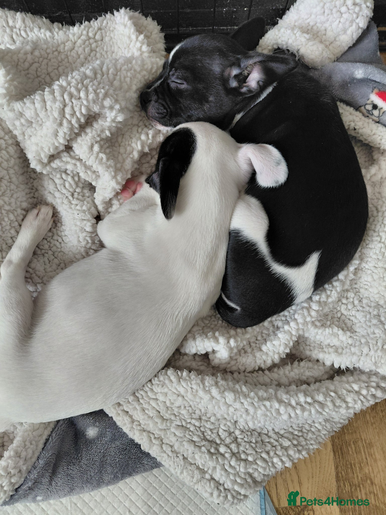 Mixed Breed dogs Chiuhua x jack x french bulldog puppies for sale  - Advert 6