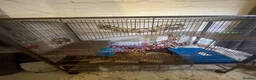 Rat rodents for sale: 2 Female Dumbo Fancy Rats w Cage and Accessories  - Advert 3