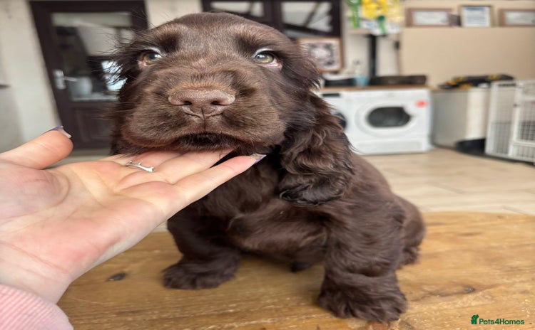 Cocker Spaniel dogs Show ! breeding or pet ! Quality show pups - Advert 1