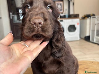 Cocker Spaniel dogs Show ! breeding or pet ! Quality show pups - Advert 1