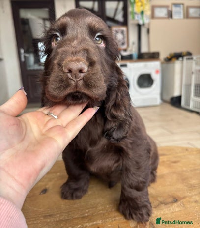Cocker Spaniel dogs Show ! breeding or pet ! Quality show pups - Advert 1
