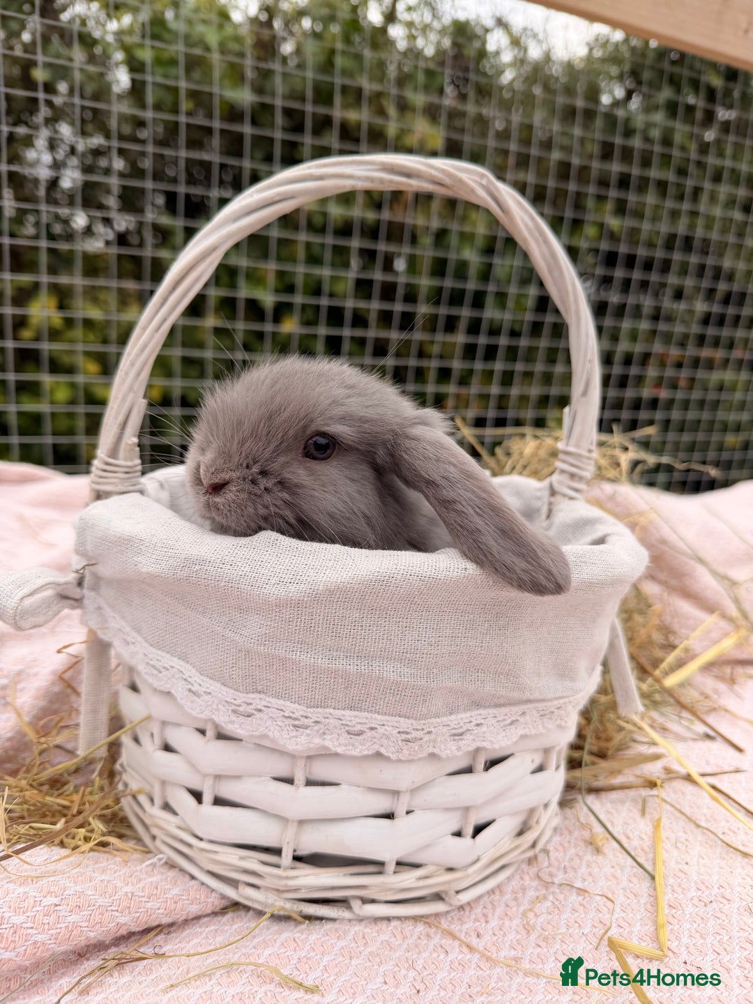 Mini Lop rabbits for sale: Pure mini lops, otters, grey, blue - Advert 12