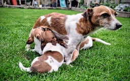 Jack Russell dogs for sale: Beautiful girls - Image 5